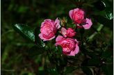   (Rizactive Rose)